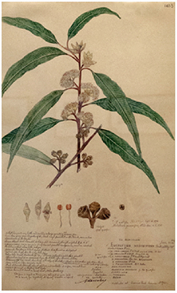 Descubes eucalyptus illustration
