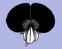 image fullsize