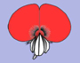 image fullsize