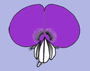 image fullsize