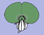 image fullsize