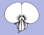 image fullsize