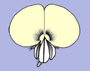 image fullsize