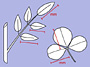 image fullsize