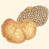 Hexagonia tenuis : Cooke illustration
