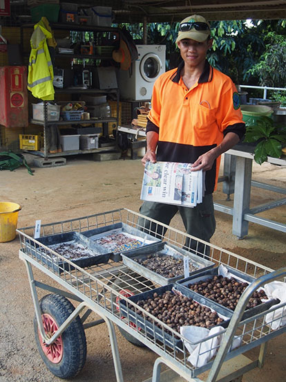 Ranger processing seed on Christmas Island
