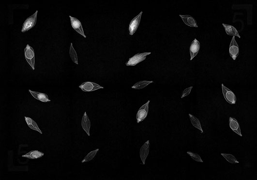 Xray image of Carex gaudichaudiana seed
