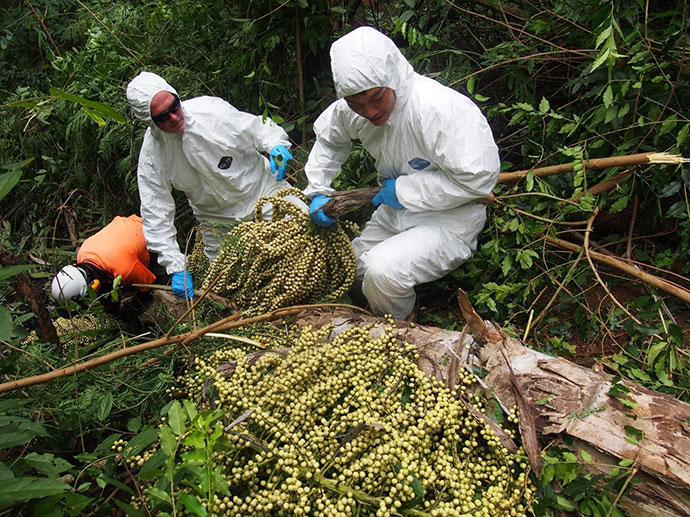 Collecting Arenga listeri on Christmas Island