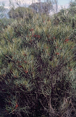 APII jpeg image of Grevillea granulosa  © contact APII