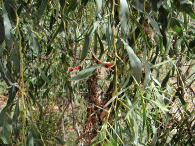 APII jpeg image of Acacia salicina  © contact APII