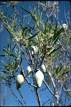 APII jpeg image of Xylomelum angustifolium  © contact APII