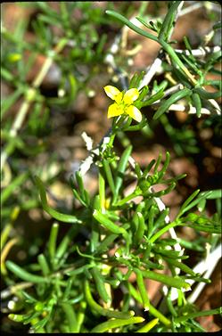 APII jpeg image of Roepera aurantiaca subsp. aurantiaca  © contact APII