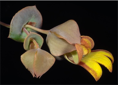 APII jpeg image of Goodenia connata  © contact APII