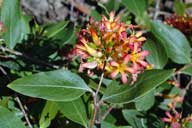 Billardiera ringens