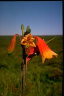 flower image