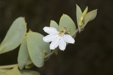 APII jpeg image of Scaevola brooksiana  © contact APII
