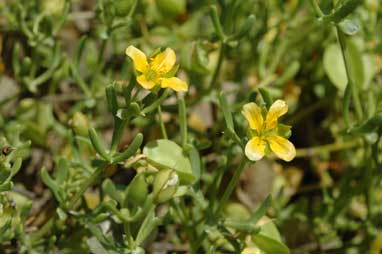 APII jpeg image of Roepera aurantiaca subsp. aurantiaca  © contact APII