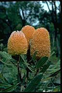 flower image