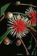 flower image