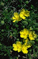 flower image