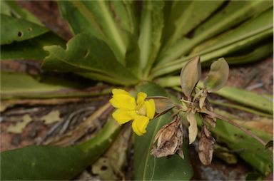 APII jpeg image of Goodenia macrocalyx  © contact APII