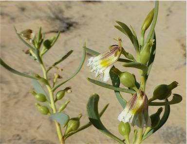 APII jpeg image of Goodenia collaris  © contact APII