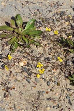 APII jpeg image of Goodenia mystrophylla  © contact APII