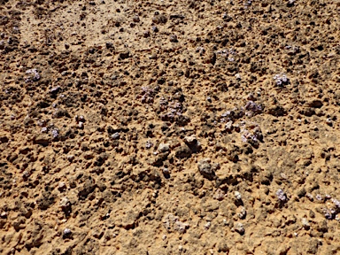 APII jpeg image of Psora decipiens  © contact APII