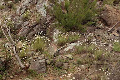 APII jpeg image of Rhodanthe anthemoides  © contact APII