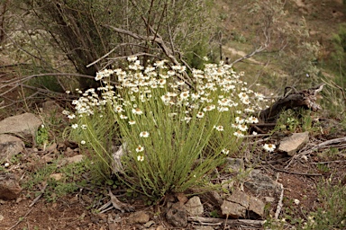 APII jpeg image of Rhodanthe anthemoides  © contact APII
