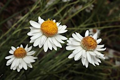 APII jpeg image of Rhodanthe anthemoides  © contact APII
