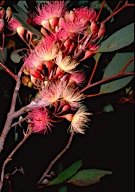 flower image