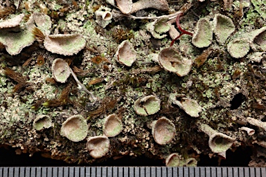 APII jpeg image of Cladonia pleurota  © contact APII