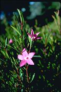 flower image