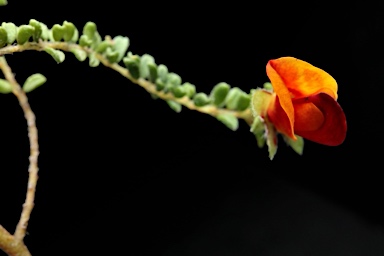 APII jpeg image of Pultenaea foliolosa  © contact APII