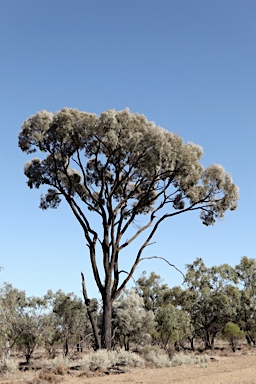 APII jpeg image of Acacia harpophylla  © contact APII
