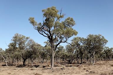 APII jpeg image of Acacia cambagei  © contact APII