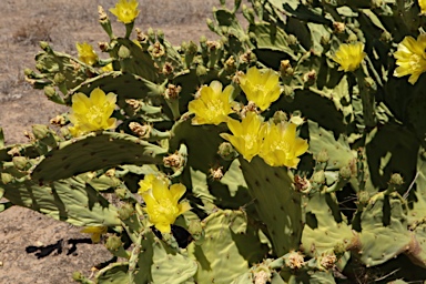 APII jpeg image of Opuntia  © contact APII
