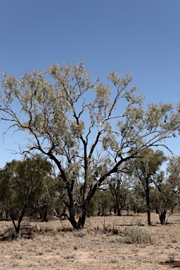 APII jpeg image of Eucalyptus coolabah  © contact APII