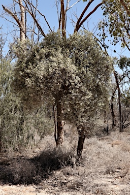 APII jpeg image of Capparis mitchellii  © contact APII