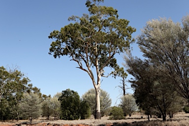 APII jpeg image of Corymbia tessellaris  © contact APII