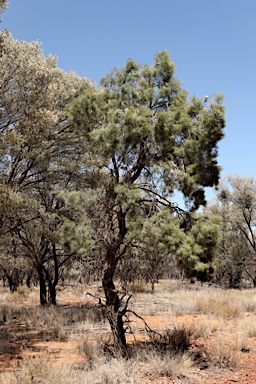 APII jpeg image of Hakea ivoryi  © contact APII