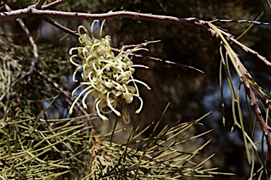 APII jpeg image of Hakea ivoryi  © contact APII