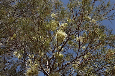 APII jpeg image of Hakea ivoryi  © contact APII