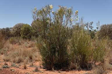 APII jpeg image of Grevillea albiflora  © contact APII