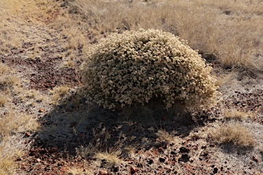 APII jpeg image of Pluchea dunlopii  © contact APII