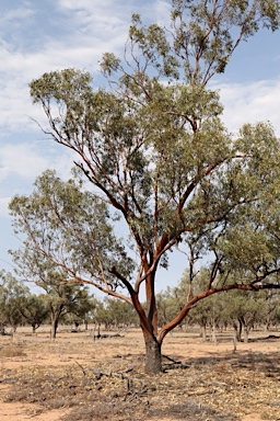 APII jpeg image of Eucalyptus ochrophloia  © contact APII