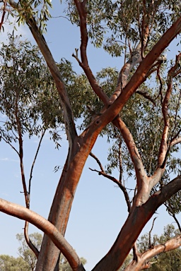 APII jpeg image of Eucalyptus ochrophloia  © contact APII