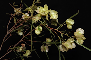 APII jpeg image of Dodonaea viscosa subsp. angustissima  © contact APII