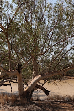 APII jpeg image of Eucalyptus camaldulensis subsp. obtusa  © contact APII